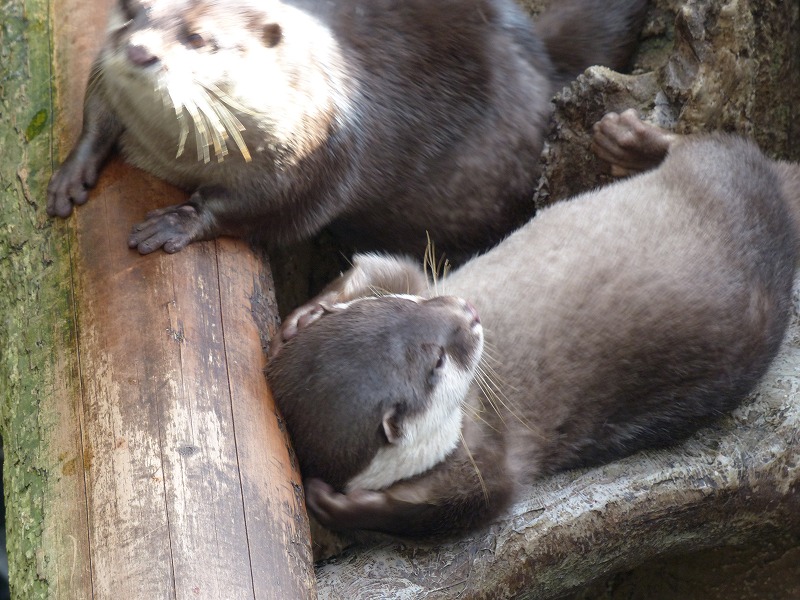 かわうそ　頭抱え